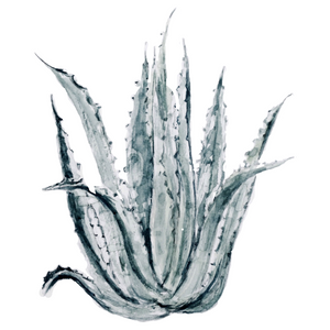 Aloe