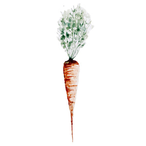 Carrot Root
